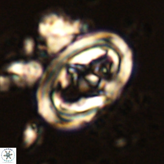 Derivanturportantes krimmenostavro VR 00614