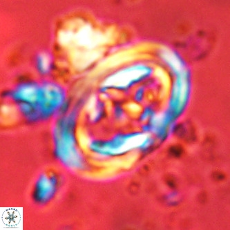Derivanturportantes krimmenostavro VR 00615