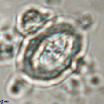 Derivanturportantes krimmenostavro VR 00616