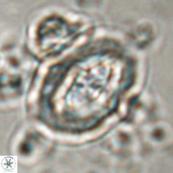 Derivanturportantes krimmenostavro VR 00616