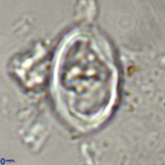 Derivanturportantes krimmenostavro VR 00617