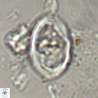 Derivanturportantes krimmenostavro VR 00617
