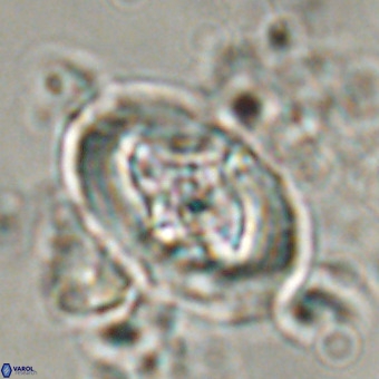 Derivanturportantes krimmenostavro VR 00619