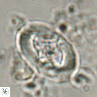 Derivanturportantes krimmenostavro VR 00619