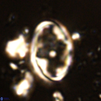 Derivanturportantes krimmenostavro VR 00611