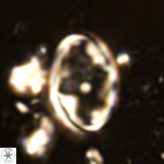 Derivanturportantes krimmenostavro VR 00611