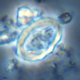 Derivanturportantes krimmenostavro VR 00626