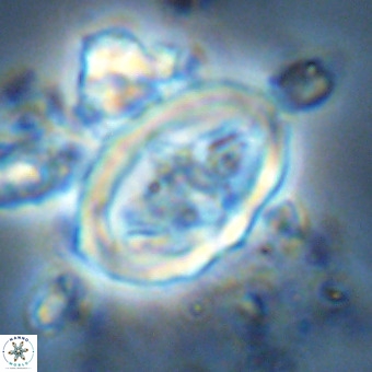 Derivanturportantes krimmenostavro VR 00626