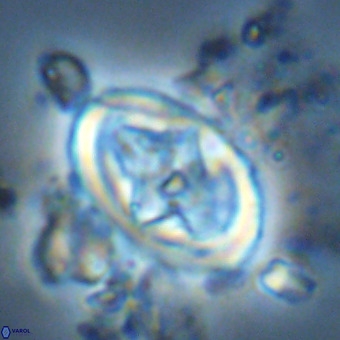 Derivanturportantes krimmenostavro VR 00621