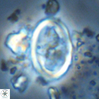 Derivanturportantes krimmenostavro VR 00622
