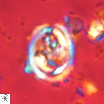 Derivanturportantes krimmenostavro VR 00644