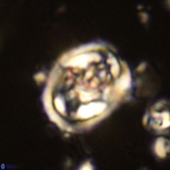 Derivanturportantes krimmenostavro VR 00645