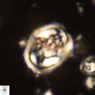 Derivanturportantes krimmenostavro VR 00645