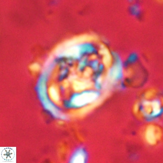 Derivanturportantes krimmenostavro VR 00646