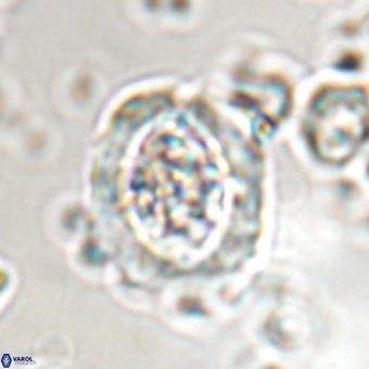 Derivanturportantes krimmenostavro VR 00648