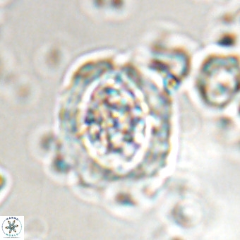 Derivanturportantes krimmenostavro VR 00648