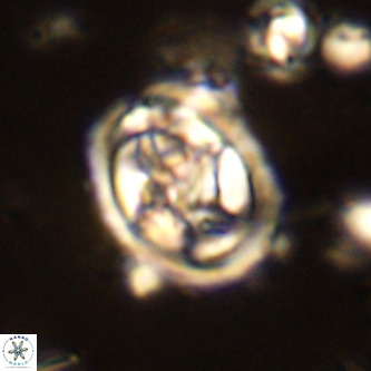 Derivanturportantes krimmenostavro VR 00641