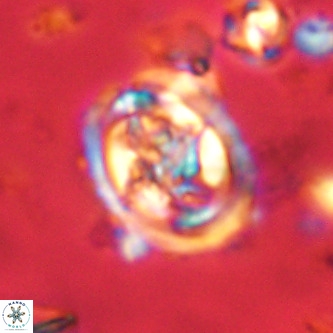 Derivanturportantes krimmenostavro VR 00642