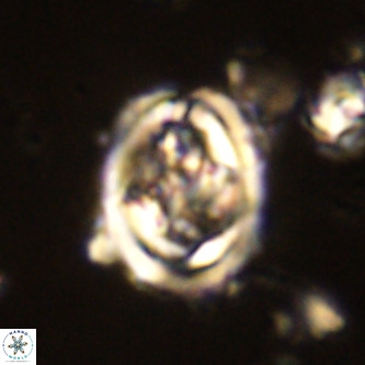 Derivanturportantes krimmenostavro VR 00643