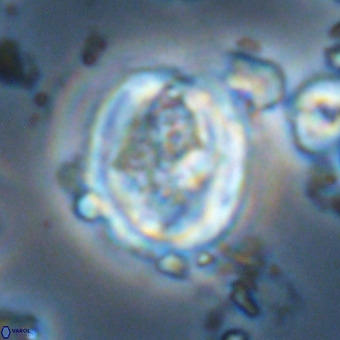 Derivanturportantes krimmenostavro VR 00651