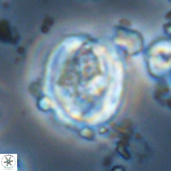 Derivanturportantes krimmenostavro VR 00651