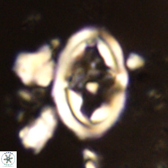 Derivanturportantes krimmenostavro VR 00668