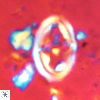 Derivanturportantes krimmenostavro VR 00669