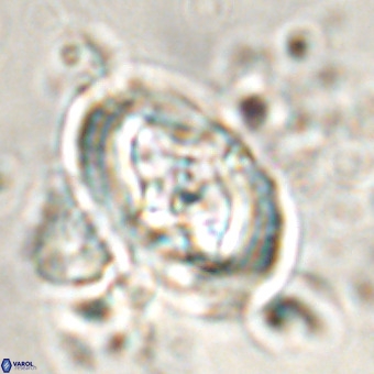 Derivanturportantes krimmenostavro VR 00676