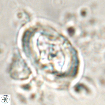 Derivanturportantes krimmenostavro VR 00676