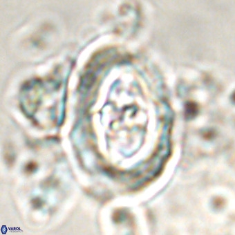 Derivanturportantes krimmenostavro VR 00677