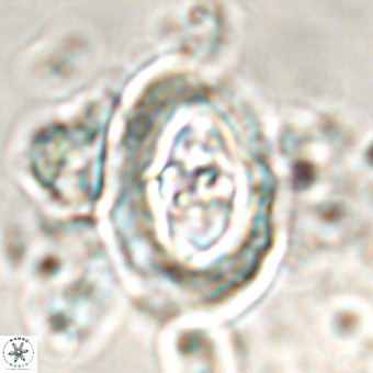 Derivanturportantes krimmenostavro VR 00677