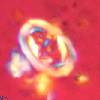 Derivanturportantes krimmenostavro VR 00670