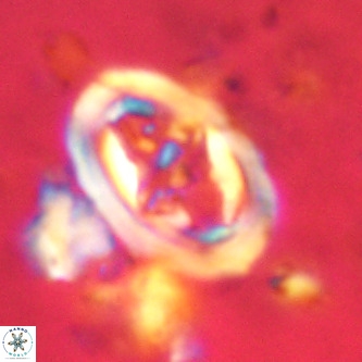 Derivanturportantes krimmenostavro VR 00670