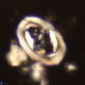 Derivanturportantes krimmenostavro VR 00671