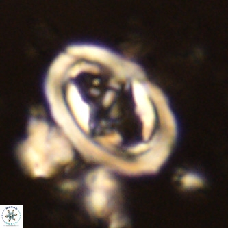 Derivanturportantes krimmenostavro VR 00671