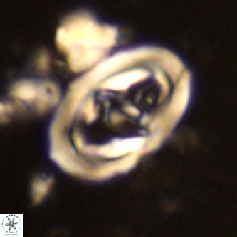 Derivanturportantes krimmenostavro VR 00672
