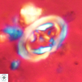 Derivanturportantes krimmenostavro VR 00673