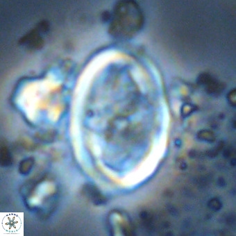 Derivanturportantes krimmenostavro VR 00681