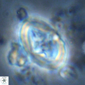 Derivanturportantes krimmenostavro VR 00682
