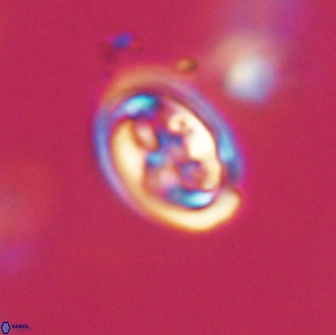 Derivanturportantes krimmenostavro 65647