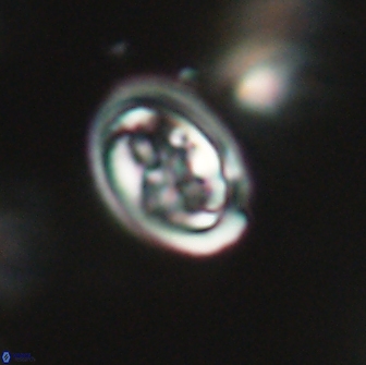 Derivanturportantes krimmenostavro 65648