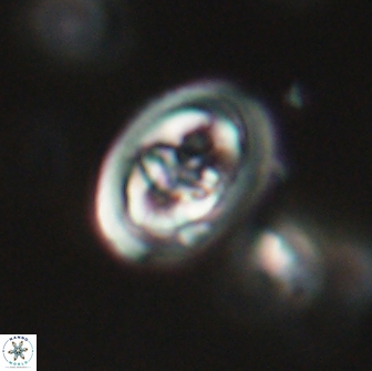 Derivanturportantes krimmenostavro 65649