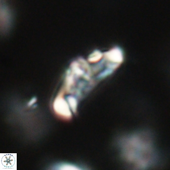 Derivanturportantes krimmenostavro 65657