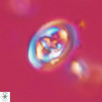 Derivanturportantes krimmenostavro 65650