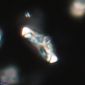 Derivanturportantes krimmenostavro 65664