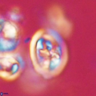 Derivanturportantes krimmenostavro 65668