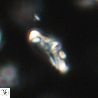 Derivanturportantes krimmenostavro 65660