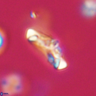 Derivanturportantes krimmenostavro 65663