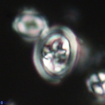 Derivanturportantes krimmenostavro 65671