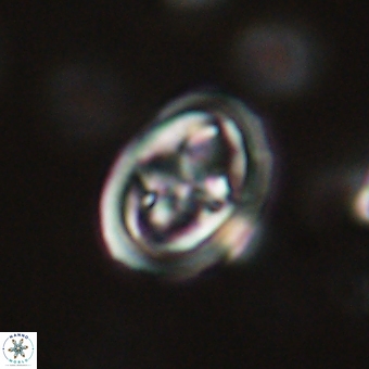 Derivanturportantes krimmenostavro 67104